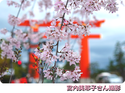 miyasakura